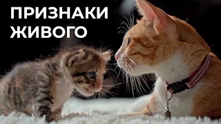 картинка: Живая и неживая природа - единое целое. 5 класс.