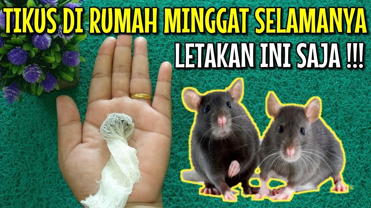 GUNAKAN INI ! CARA MENGUSIR TIKUS DI RUMAH DENGAN CEPAT TANPA RIBET