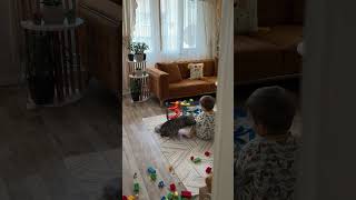 Cat Jumps Onto Baby's Head During Playtime