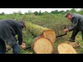 Crosscut Saw