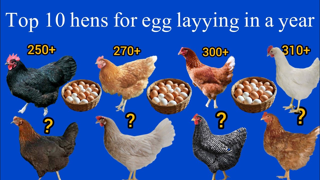 Top 10 egg 🥚 laying hens in the world  | 330+ eggs in  year
