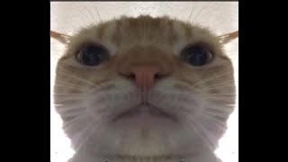 After Party Pull Up (Full Cat Edition)