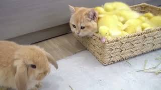 Little rabbits also like to sleep with cats