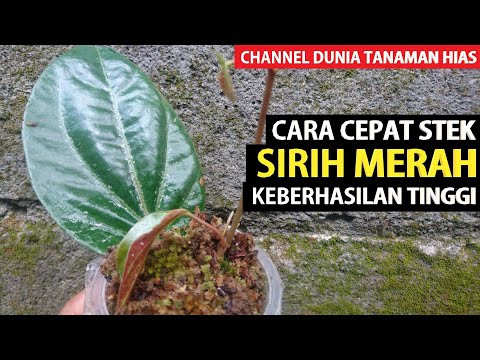Cara Memperbanyak Pohon Sirih Merah