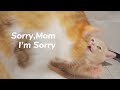 Angry Cat Mom, Beat Kitten with Beats. Super Funny - Day 45 @ Baby Kittens Day 1 to Day 100 Vlogs