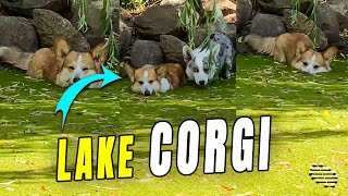 Corgi Loves to Sit and Get Cozy in the Lake