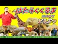 動物の歌①！「はたらくくるま」にのせて【強い！かっこいい！動物】Ver.