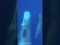レア！オスのマッコウクジラと子クジラ🐳 #ヨドちゃん