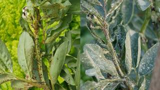 Does Bug Off Work on Aphids? We Put It to the Test