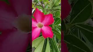 Adenian Daal Se Gro Karen