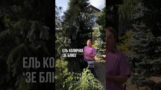 Ель колючая ‘Зе Блюз’, за которой охотятся все любители хвойных, подойдет не в каждый сад.