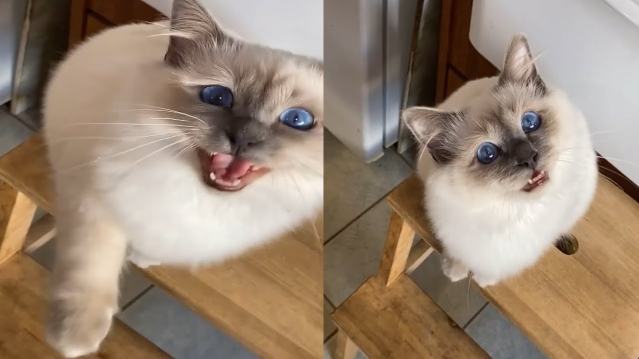 BEST VIDEO OF BIRMAN CATS