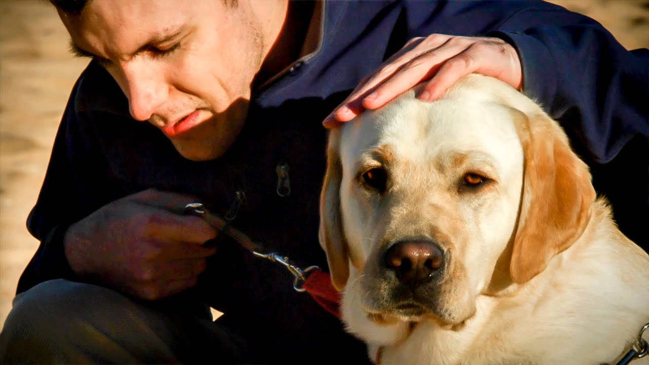 Guide Dogs Fundraising Video By Flicks Video Production Company guide-dogs-fundraising-video-by-flicks-video-production-company