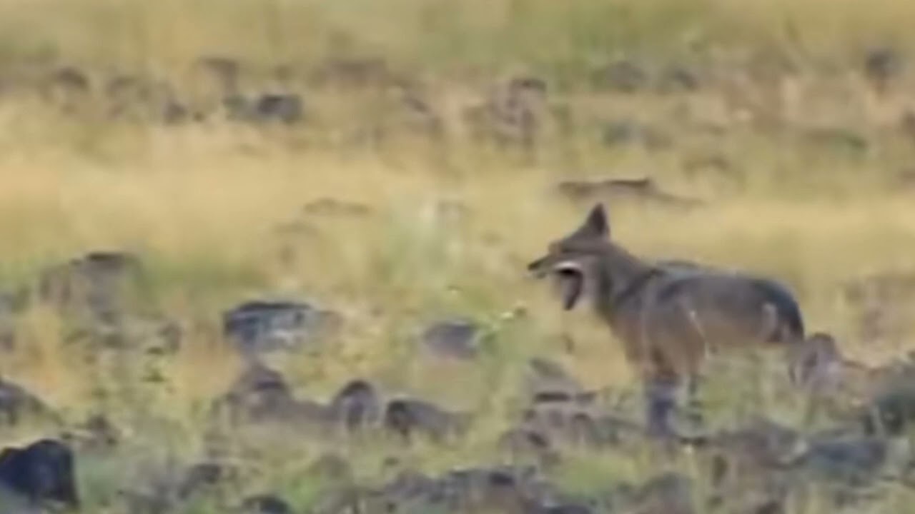 سالفة الي راح يدور انياقه واجه الذيابه والمهبول 