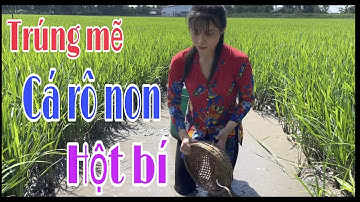 Mùa cá rô non trên ruộng lúa cá quá nhiều vắt mỏi tay phần 2 l 64