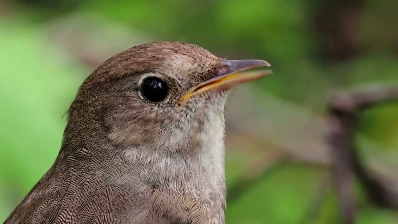 Соловей птица пение слушать