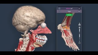 Primal Pictures 3D Anatomy Quiz App screenshot 5