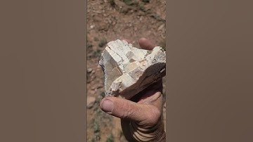 Opalized Petrified Wood!!!