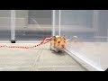 ハムスターとはじめてのお散歩してみた!ハム太郎お外に出ました🐹Take the Hamster for a walk 【ロボットチャンネル】 家族Vlog