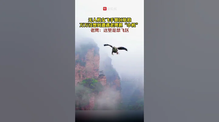 無人機女飛手景區航拍，萬萬沒想到遭老鷹抓「小機」。老鷹：這裡是禁飛區！ - 天天要聞