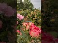 #trending #farming #harvesting #agriculture #shortsfeed #shorts #ytshorts