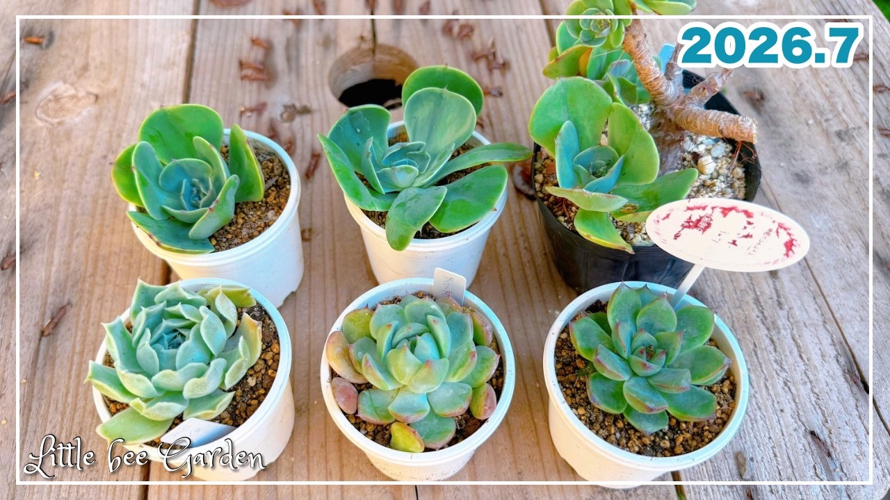 590] Cutting and Repotting Echeveria [#Gardening] - YouTube