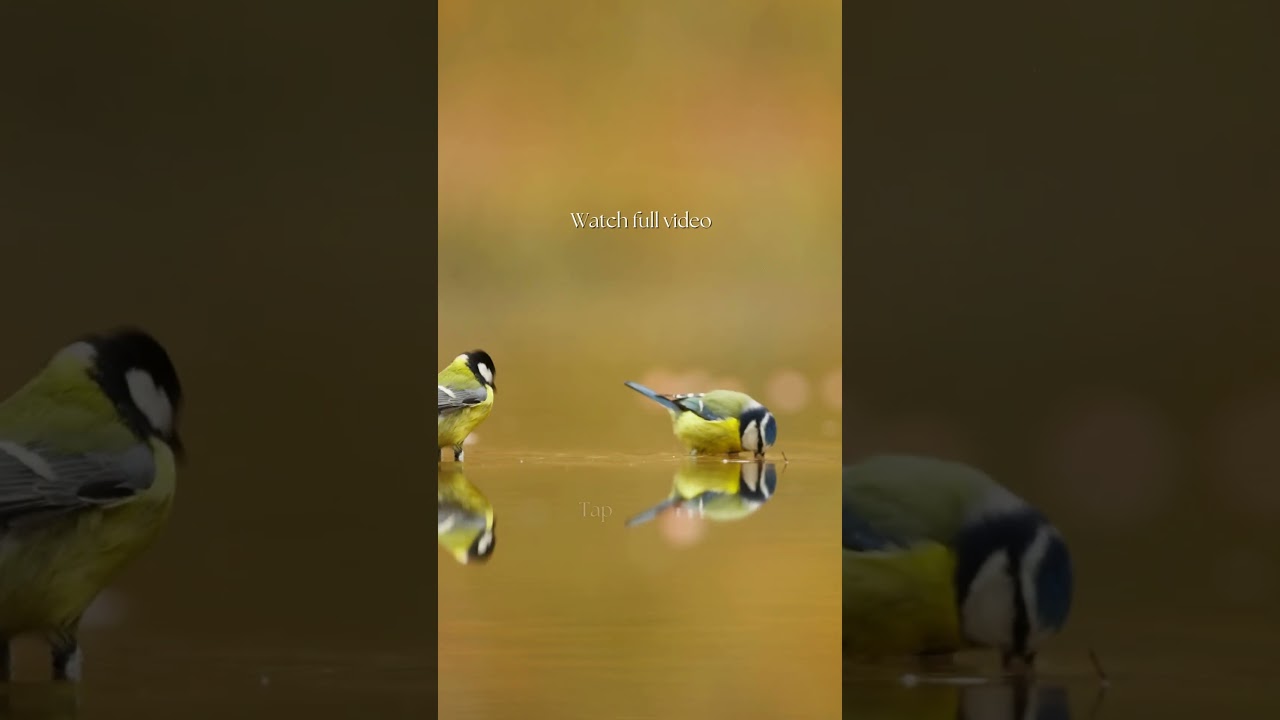 Feel Winter Wildlife Stillness | Gentle Piano & Forest Calm | Peaceful Earth 