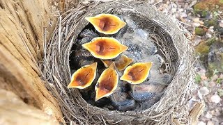 Птенцы дрозда рябинника в гнезде, Chicks of fieldfare in nest