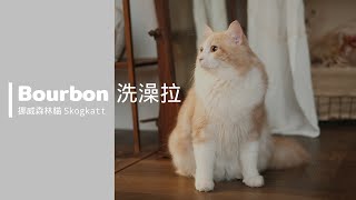 挪威森林貓洗澡/Bourbon