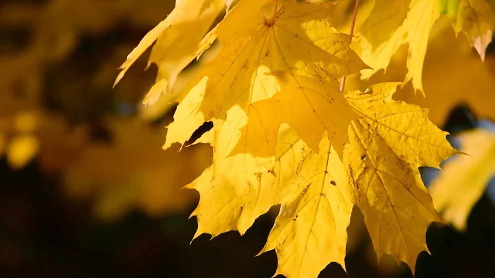 Yellow Leaves Moon (Official Video) - Marcia Watso...