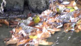 鳥、EKHの鳥動画(マヒワ(真鶸)10122801)