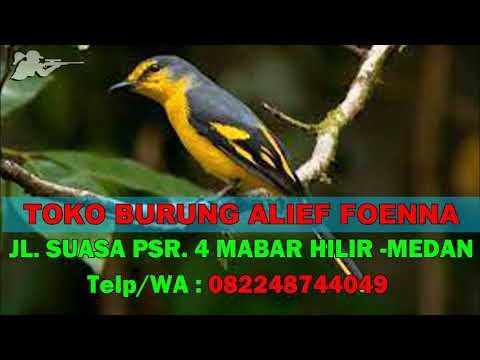 SUARA PIKAT BURUNG MANTENAN BETINA ~ SUARA BURUNG MANTENAN