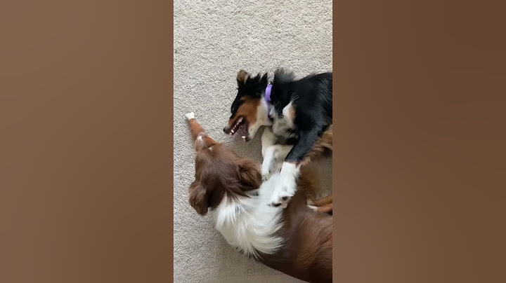 All teeth & body slams #dogs #aussies #australianshepherd #dogshorts #youtubeshorts #dog #funnydogs