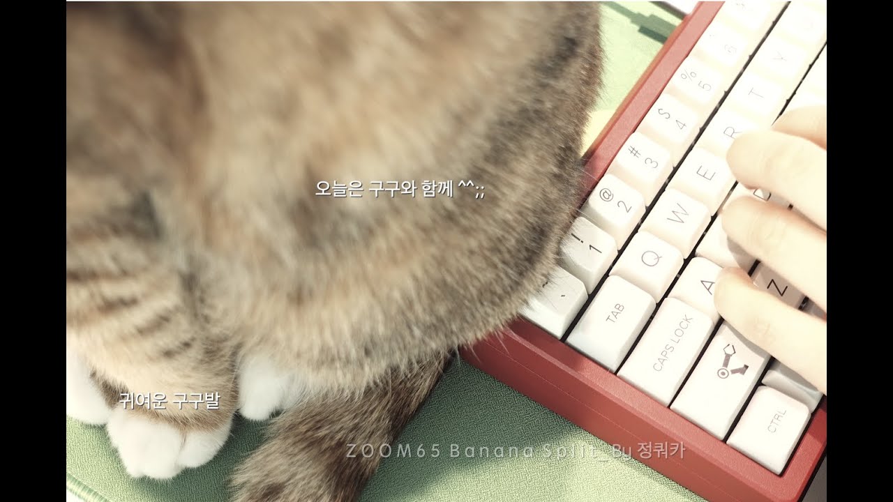 [ASMR]고양이와 키보드 그리고 바나나 스플릿 스위치, 상남자축, Cat, keyboard, and banana split switch YouTube