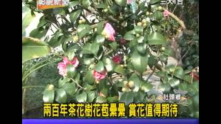 1021227 07兩百年茶花樹花苞纍纍 賞花值得期待