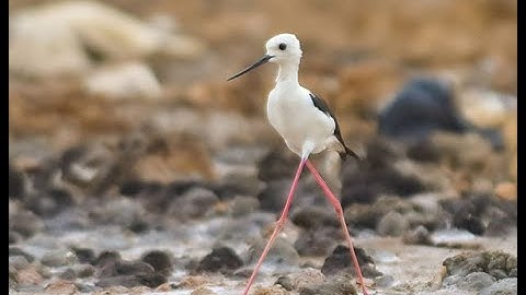 Chim cà kheo cao lênh khênh | Black winged stilt | Thế giới động vật - Animal