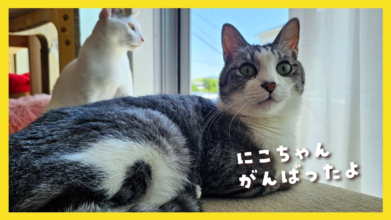 🔴【にこりら】にこちゃんMRI受けてきました🐱お調子者トリオが大暴れ