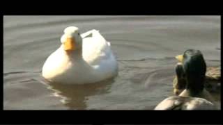MAQ Ducks 30Sec