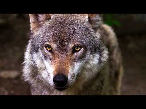 Wat eet een wolf? | Wolven