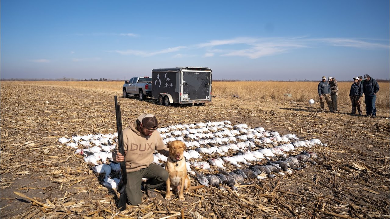 My Dogs Best Hunt Ever?? 131 Snow Geese