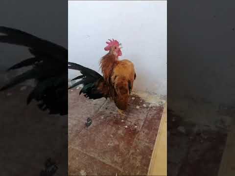 تهجين ديك الطاووس المغربي ناذر  دجاج ملكي طيور  أمراض الطيور