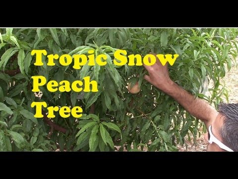 Wideo: Arctic Supreme Brzoskwinie – Jak wyhodować Arctic Supreme White Peach Tree