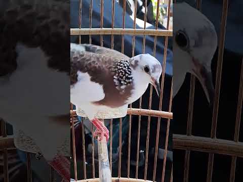 Suara Tekukur Kuk 2 Gacor Memanggil Lawan ‼️