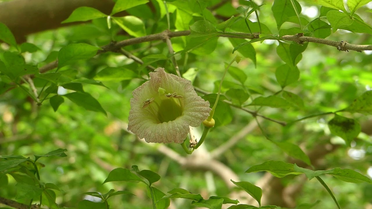 Parmentiera aculeata (Kunth) Seem.