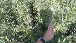 Moisson 2019 Féverole Et Vesce Compte À Rebours