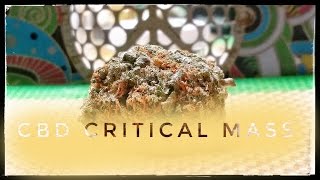 Strain Review - CM - CBD Critical Mass