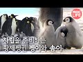 [MBC 스페셜] 친구들과 놀러 다니는 펭귄! 자립을 준비하는 펭이와 솜이!