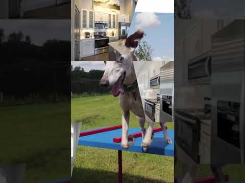 Pet Friendly | The Pointe North Hills | The Pointe North Hills