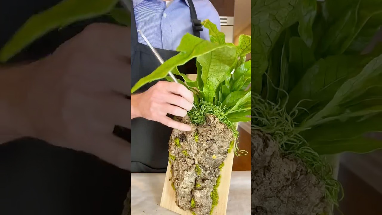 Mounting My Crocodile Fern | Cork Trunk & Cedar Plank DIY!