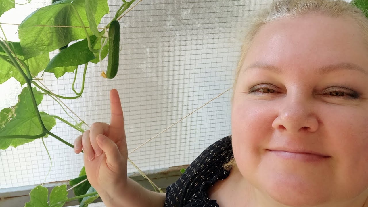 Огурцы ??????и осы ?????? - YouTube